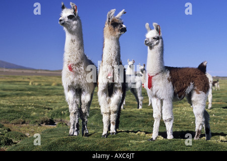 L'alpaga (Lama pacos), alpagas sur un bofedal près de Colchane, Chili Banque D'Images