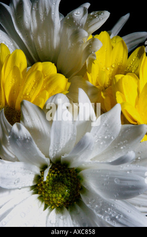 Still Life studio shot de marguerites jaunes et blanches Banque D'Images