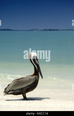 Pélican brun sur le littoral de la Floride Sanibel Island Banque D'Images