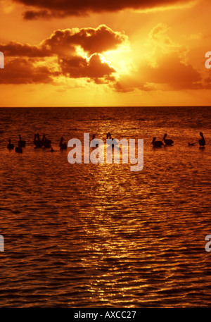 Les pélicans sur sable au coucher du soleil tropical Banque D'Images