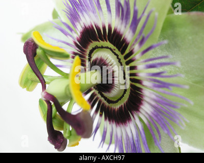 Close up de la passion des fleurs Banque D'Images