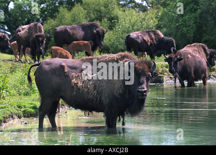 Les parodies de vous rafraîchir DANS UN LAC SUR UNE FERME DANS LE WILTSHIRE UK Banque D'Images