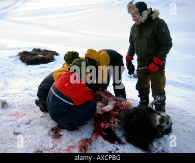 Sans nourriture pendant près de 2 jours, les recrues doivent tuer la peau et butcher un bœuf musqué de l'alimentation semaine de survie des Forces spéciales danois Banque D'Images