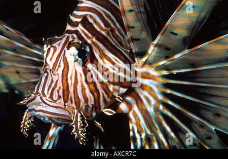 Poisson lion Pterois volitans commun Banque D'Images