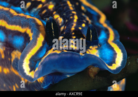 Sea slug nudibranche Hypselodoris cantabrica Banque D'Images