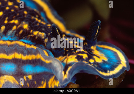 Sea slug nudibranche Hypselodoris cantabrica Banque D'Images