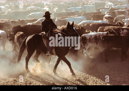 Australian Aboriginal cowboy sonnerie le rassemblement de bétail dans l'arrière-pays australien Banque D'Images