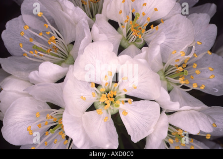Les fleurs de cerisier close up Banque D'Images