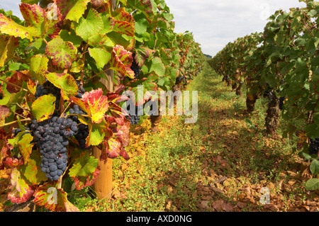 Grappes de raisins mûrs. Feuille de vigne. Pinot noir. Corton Grand Cru. Aloxe Corton, Cote de Beaune, d'Or, Bourgogne, France Banque D'Images