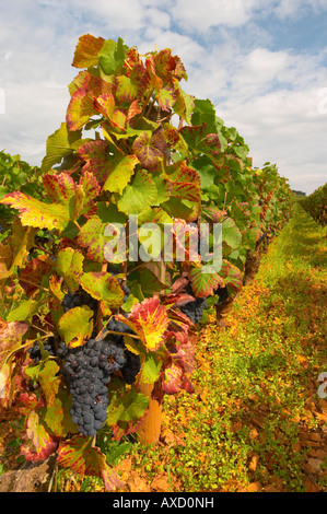 Grappes de raisins mûrs. Feuille de vigne. Pinot noir. Corton Grand Cru. Aloxe Corton, Cote de Beaune, d'Or, Bourgogne, France Banque D'Images