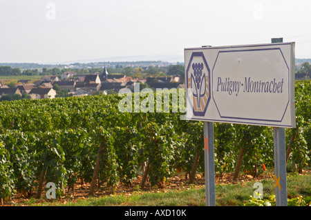 Vignoble. Puligny Montrachet, Cote de Beaune, c d'Or, Bourgogne, France Banque D'Images