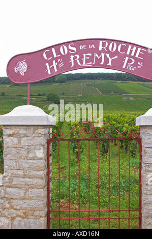 Vignoble. Clos de la Roche, Heritiers Remy. Bourgogne, France Banque D'Images