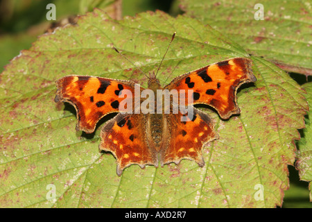 Comma Butterfly Polygonia c album sur feuille Blackberry Banque D'Images