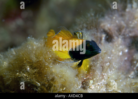 France Marseille Moyades Trypterigion Tripteronotus Île Riou un poisson Delaisi Banque D'Images