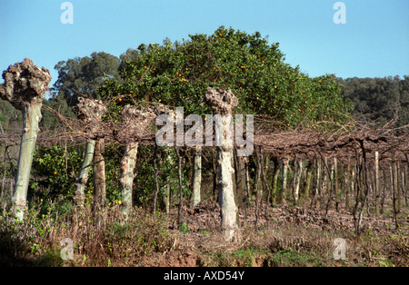 Les vignobles du vin Groupe Épidémio, Bento Gonçalves, Vale dos Vinhedos, le sud du Brésil Banque D'Images