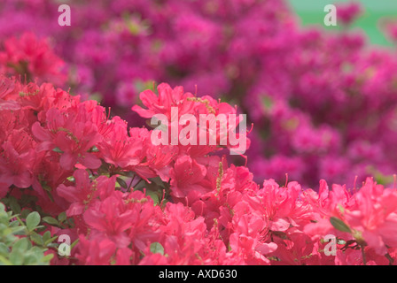 Azalea Bush Garden Détail Banque D'Images