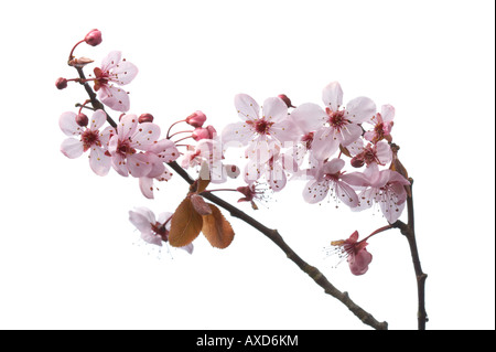 Prunus cerasifera Nigra fleurs sur fond blanc Banque D'Images