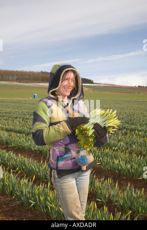 La jonquille, la cueillette commerciale picker et la récolte d'algues de la jonquille au Scottish Farm, Montrose Basin, Aberdeenshire, Scotland UK Banque D'Images