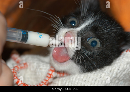 Chaton Banque D'Images