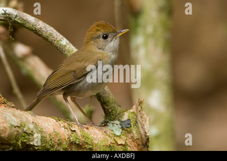 Ruddy-capped Thrush Catharus frantzii-rossignol sur la branche Banque D'Images