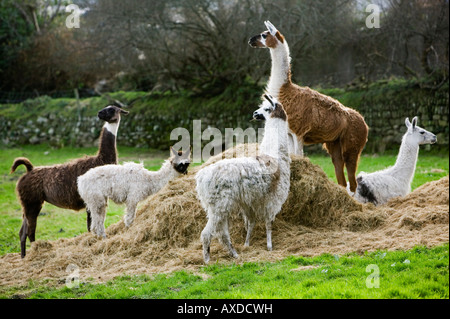 Les lamas du foin pour nourrir dans un champ à Cornwall Banque D'Images