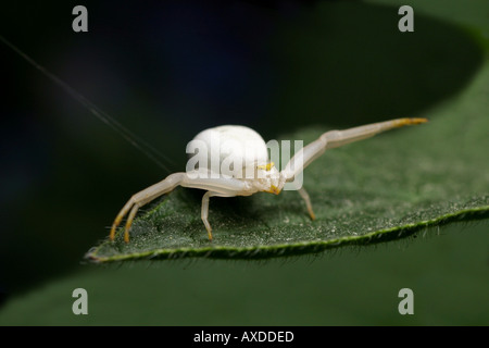 Verge d'or blanc - Misumena vatia araignée Crabe Banque D'Images