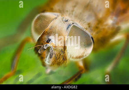 Image Style Micrographe des yeux composés d'une mouche Banque D'Images