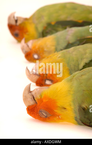 Oiseaux éteintes, Conuropsis carolinensis, conure de Caroline, Yale Peabody Museum collection Banque D'Images