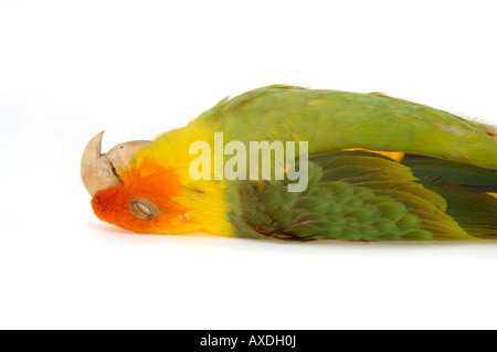 Oiseaux éteintes, Conuropsis carolinensis, conure de Caroline, Yale Peabody Museum collection YPM 4637 Banque D'Images