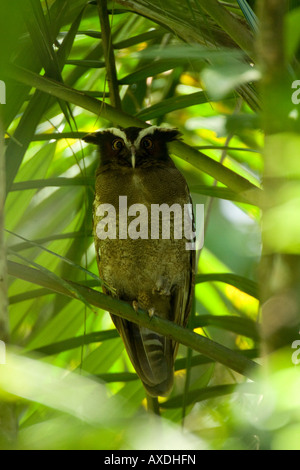 Crested Owl Lophostrix cristata à roost Banque D'Images