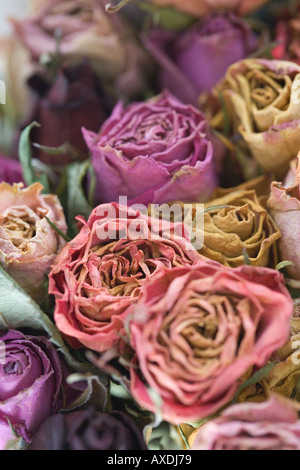 Fleurs séchées roses colorées Banque D'Images