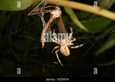 Jardin ou araignée diadème avec grue voler piégés dans orb web. Banque D'Images