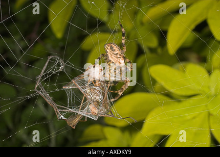 Jardin ou araignée diadème avec grue voler piégés dans orb web. Banque D'Images