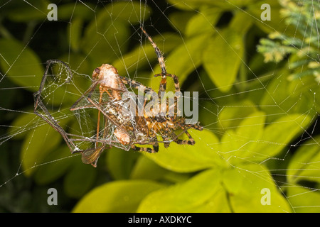 Jardin ou araignée diadème avec grue voler piégés dans orb web. Banque D'Images