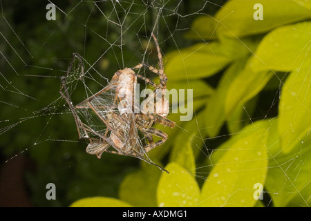 Jardin ou araignée diadème avec grue voler piégés dans orb web. Banque D'Images