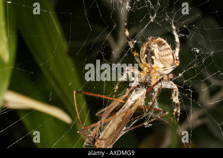 Jardin ou araignée diadème avec grue voler piégés dans orb web. Banque D'Images