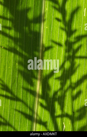 Zea mays Pianta di mais plante Banque D'Images