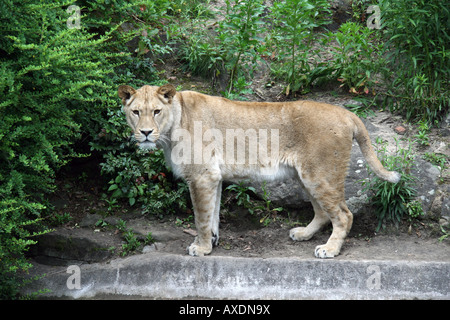 Une femme lion africain dans le zoo de Berlin, Allemagne. Banque D'Images