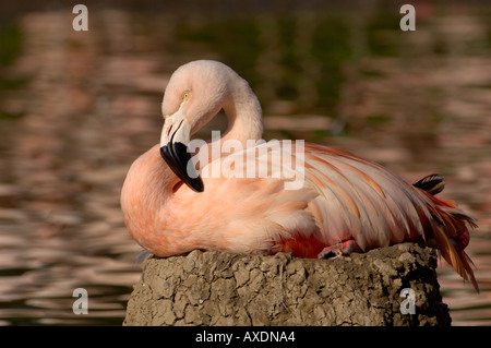 Flamant du Chili Phoenicopterus chilensis adulte sur nid Banque D'Images