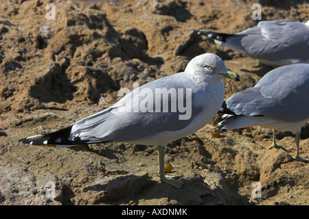 Ring-billed Gull Larus delawarensis standing on beach at LaJolla Californie en janvier Banque D'Images