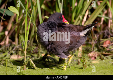 Gallinule poule-d'eau Gallinula chloropus européenne photographié en Angleterre Banque D'Images