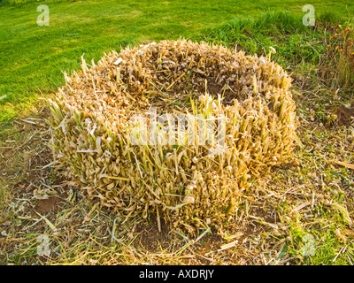 Base de l'herbe de la pampa coupés à la fin de l'hiver pour encourager les nouvelles pousses fraîches Banque D'Images