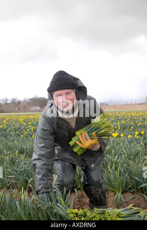 Travailleur migrant de la jonquille la cueillette des fleurs champs de Fettercairn, Aberdeenshire Ecosse, Royaume-Uni Banque D'Images