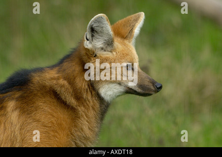 Le loup à crinière Chrysocyon menacées d'branchyurus Banque D'Images