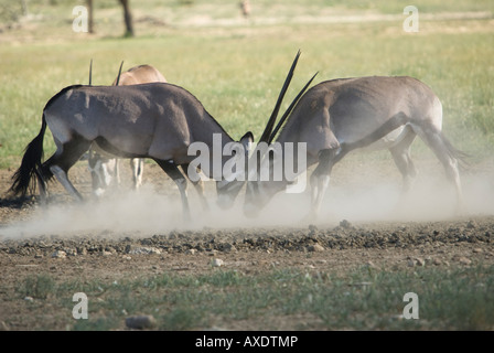 Deux combats de gemsbok pour la domination dans le Kalahari Banque D'Images