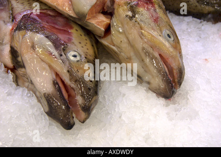 Deux poissons saumon frais sur la glace froide Banque D'Images