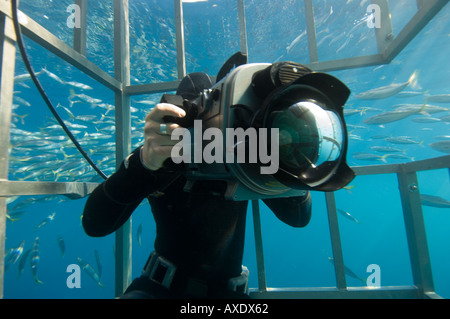 Caméraman sous-marin requin de filmer à une cage, l'île Guadalupe Mexique Banque D'Images