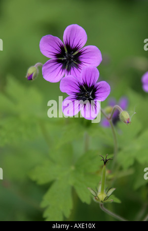 Géranium sanguin Geranium psilostemon, arménien, Géraniacées Banque D'Images