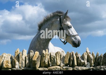 White pony à plus d'un mur de pierre Banque D'Images