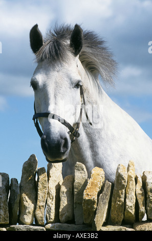 White pony à plus d'un mur de pierre Banque D'Images